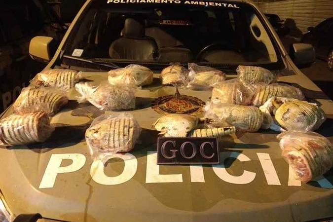 Foram encontrados tatus, carne de capivara, de Ema e de jacaré, uma paca e uma cutia(foto: Divulgação PMDF ) Foram encontrados tatus, carne de capivara, de Ema e de jacaré, uma paca e uma cutia(foto: Divulgação PMDF )