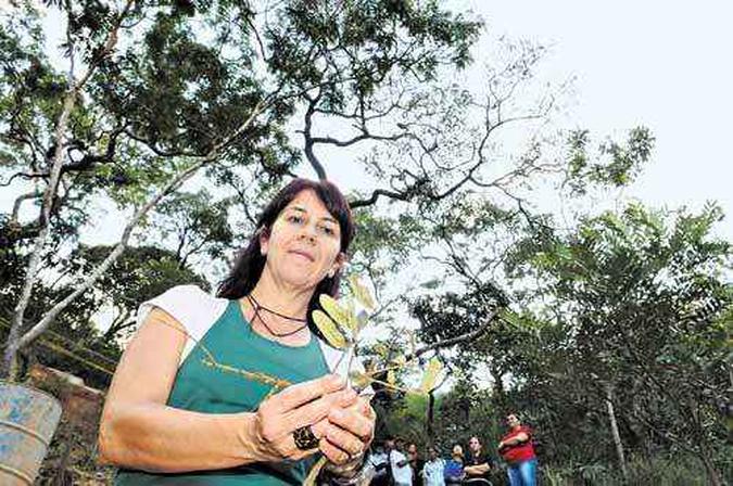Doutora em botânica, Renata Martins confirmou que a planta é uma sucupira-preta e disse que já viu a formação da espuma outras vezes(foto: Carlos Moura/CB/D.A Press) Doutora em botânica, Renata Martins confirmou que a planta é uma sucupira-preta e disse que já viu a formação da espuma outras vezes(foto: Carlos Moura/CB/D.A Press)