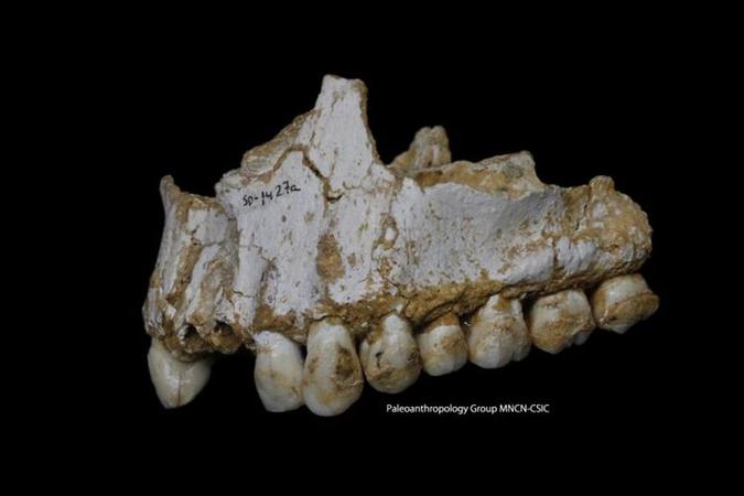 Mandíbula superior de um neandertal encontrada na caverna El Sidrón, na Espanha (direita): indivíduos viveram entre 50 mil e 42 mil anos atrás, com o Homo sapiens (foto: aleoanthropologyMNCN-CSIC/Divulgação) Mandíbula superior de um neandertal encontrada na caverna El Sidrón, na Espanha (direita): indivíduos viveram entre 50 mil e 42 mil anos atrás, com o Homo sapiens (foto: aleoanthropologyMNCN-CSIC/Divulgação)