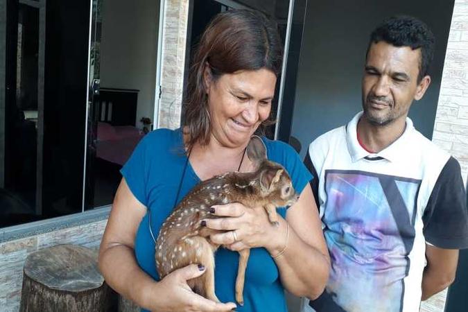 Casal encontrou o filhote de veado às margens da rodovia e o levou para casa. Em seguida, eles chamaram a polícia ambiental(foto: BPMA/ Divulgação) Casal encontrou o filhote de veado às margens da rodovia e o levou para casa. Em seguida, eles chamaram a polícia ambiental(foto: BPMA/ Divulgação)