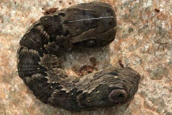 (foto: O animal possui duas cabeças parecidas ao de uma cobra) (foto: O animal possui duas cabeças parecidas ao de uma cobra)