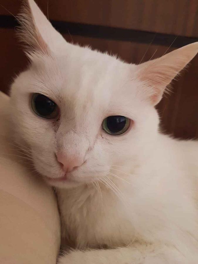 Sininho manifestou sua primeira alergia aos 13 anos: a doença pode surgir a qualquer momento da vida animal (foto: Arquivo Pessoal) Sininho manifestou sua primeira alergia aos 13 anos: a doença pode surgir a qualquer momento da vida animal (foto: Arquivo Pessoal)