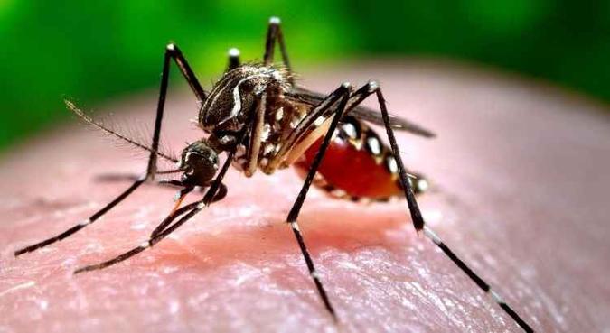 Aedes aegypti, mosquito transmissor da dengue, zika e chikungunya(foto: Reprodução) Aedes aegypti, mosquito transmissor da dengue, zika e chikungunya(foto: Reprodução)
