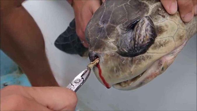 São minutos de agonia até que ambientalistas conseguem retirar um canudo preso na narina de uma tartaruga marinha(foto: Reprodução/YouTube) São minutos de agonia até que ambientalistas conseguem retirar um canudo preso na narina de uma tartaruga marinha(foto: Reprodução/YouTube)