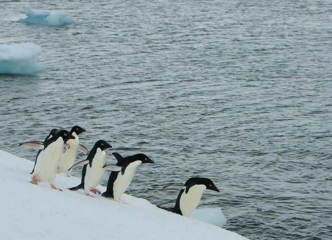 A alimentação dos pinguins está sendo afetada pelas mudanças climáticas(foto: J. Hinke, NOAA/Divulgação) A alimentação dos pinguins está sendo afetada pelas mudanças climáticas(foto: J. Hinke, NOAA/Divulgação)