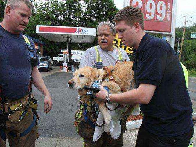 Figo foi levado ao hospital veterinário por bombeiros(foto: Reprodução/Twitter/USA Today) Figo foi levado ao hospital veterinário por bombeiros(foto: Reprodução/Twitter/USA Today)