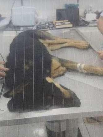 Cão sofreu convulsões após envenenamento, mas sobreviveu(foto: Alquimia/Divulgação) Cão sofreu convulsões após envenenamento, mas sobreviveu(foto: Alquimia/Divulgação)