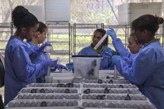 Pesquisadores mediram a eficiência de quatro mosquitos para a transmissão da febre amarela(foto: AFP) Pesquisadores mediram a eficiência de quatro mosquitos para a transmissão da febre amarela(foto: AFP)