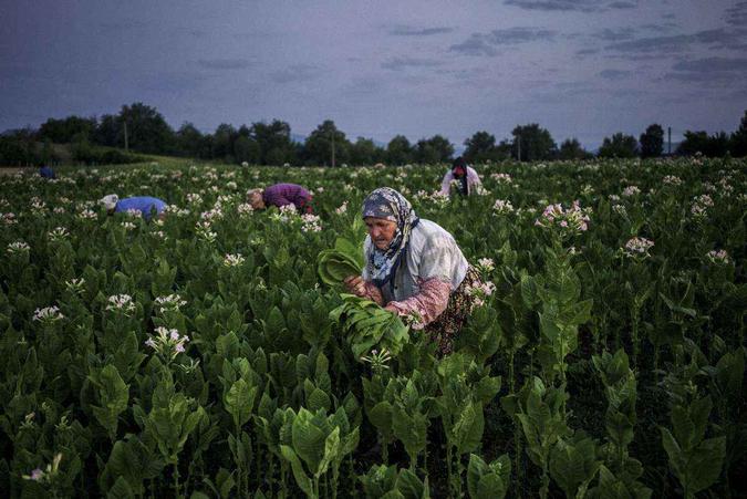 (foto: Mulher em plantação de tabaco, na Bulgária (12/7)) (foto: Mulher em plantação de tabaco, na Bulgária (12/7))