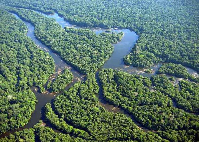Análise mostra que efeitos desencadeados nas plantas pela alta concentração do carbono impactam no ciclo da água (foto: Acervo Ibama ) Análise mostra que efeitos desencadeados nas plantas pela alta concentração do carbono impactam no ciclo da água (foto: Acervo Ibama )