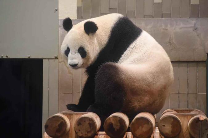 Um urso panda nasceu nesta segunda-feira no Zoológico Ueno de TóquioKazuhiro Nogi/AFP Um urso panda nasceu nesta segunda-feira no Zoológico Ueno de TóquioKazuhiro Nogi/AFP