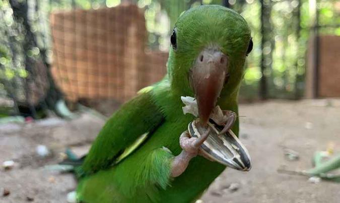 Ao todo, 12 espécies diferentes da família dos papagaios ocuparam o novo viveiro(foto: Viveiro Cecropia/Reprodução) Ao todo, 12 espécies diferentes da família dos papagaios ocuparam o novo viveiro(foto: Viveiro Cecropia/Reprodução)