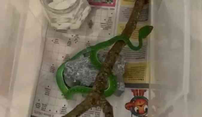 Víbora asiática Trimereresurus, cobra venenosa sem antiofídico no Brasil foi entregue ao Ibama na sexta-feira (10)(foto: Reprodução/Vídeo)