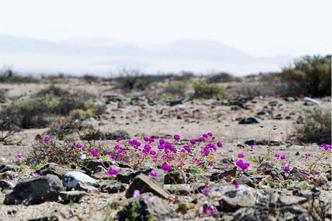 A paisagem, inusitada, encanta moradores e principalmente os turistas: várias espécies de flores(foto: Claudio Cortes - Antropologo/Flickr) A paisagem, inusitada, encanta moradores e principalmente os turistas: várias espécies de flores(foto: Claudio Cortes - Antropologo/Flickr)