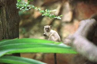 Em 2016, a Saúde recolheu 155 macacos mortos. Em 2017, foram 56 casos.(foto: Ricardo Borba/CB/DAPress) Em 2016, a Saúde recolheu 155 macacos mortos. Em 2017, foram 56 casos.(foto: Ricardo Borba/CB/DAPress)