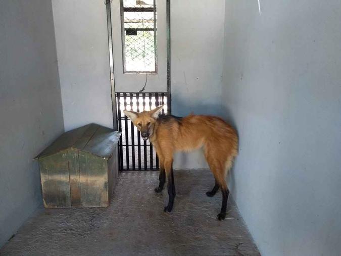 Animal foi levado para o hospital veterinário porque estava mancando (foto: BPMA/Divulgação) Animal foi levado para o hospital veterinário porque estava mancando (foto: BPMA/Divulgação)