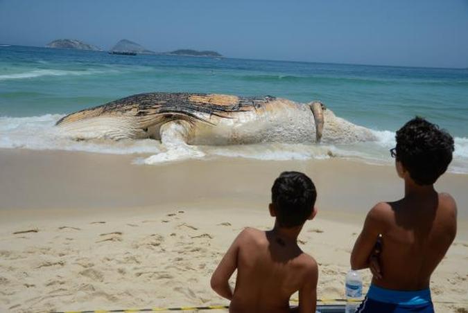 Baleia morta encalha na Praia do Arpoador, em Ipanema, na zona sul do Rio -(foto: Tomaz Silva/Agência Brasil ) Baleia morta encalha na Praia do Arpoador, em Ipanema, na zona sul do Rio -(foto: Tomaz Silva/Agência Brasil )