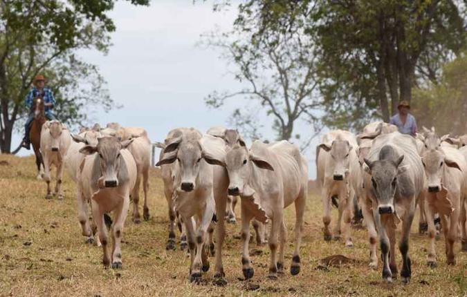 O metano do rebanho bovino contribui para tornar o agronegócio o setor mais poluidor do país (foto: Ed Alves/CB/D.A Press ) O metano do rebanho bovino contribui para tornar o agronegócio o setor mais poluidor do país (foto: Ed Alves/CB/D.A Press )