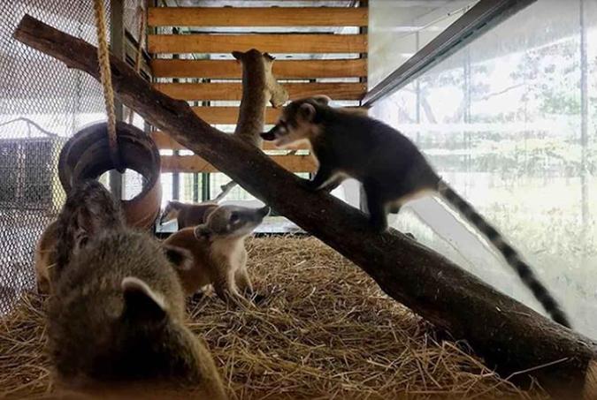 O berçário do Zoo acolhe filhotes órfãos. Esses são dois grupos de quatis que foram trazidos pelo Centro de Triagem. E estão sendo trabalhados para a soltura, assim que estiverem aptosZoológico de Brasília/Divulgação O berçário do Zoo acolhe filhotes órfãos. Esses são dois grupos de quatis que foram trazidos pelo Centro de Triagem. E estão sendo trabalhados para a soltura, assim que estiverem aptosZoológico de Brasília/Divulgação