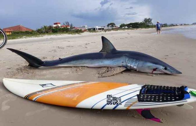 Tubarão azul encalha e morre em Guaratuba, no Paraná (foto: Reprodução/Twitter) Tubarão azul encalha e morre em Guaratuba, no Paraná (foto: Reprodução/Twitter)