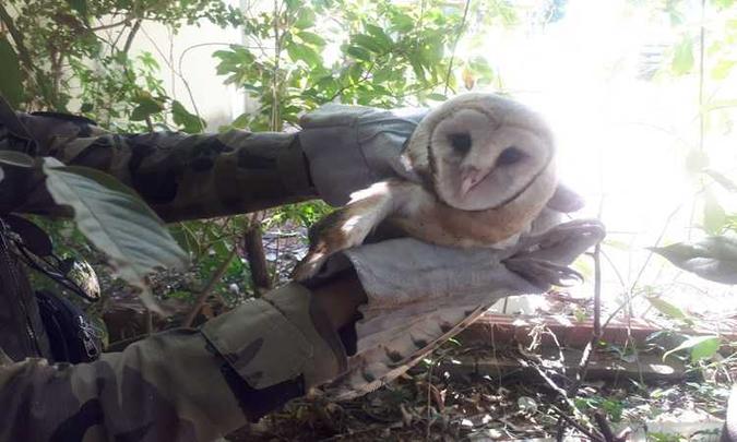 A coruja foi encaminhada para o Centro de Triagem de Animais Silvestres (Cetas) do Ibama, em Taguatinga, para receber os devidos cuidados(foto: BPMA/Divulgação) A coruja foi encaminhada para o Centro de Triagem de Animais Silvestres (Cetas) do Ibama, em Taguatinga, para receber os devidos cuidados(foto: BPMA/Divulgação)