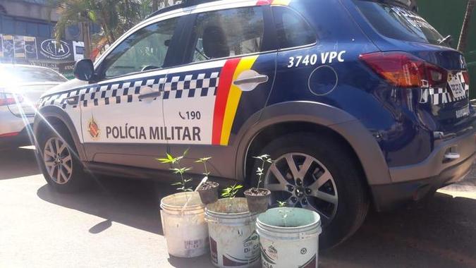 A plantação foi encontrada no barraco de madeirite nos fundos da chácara, na QNL, em Taguatinga (foto: PMDF/Divulgação) A plantação foi encontrada no barraco de madeirite nos fundos da chácara, na QNL, em Taguatinga (foto: PMDF/Divulgação)