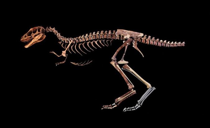O T. Rex entraria na categoria dos animais com O T. Rex entraria na categoria dos animais com