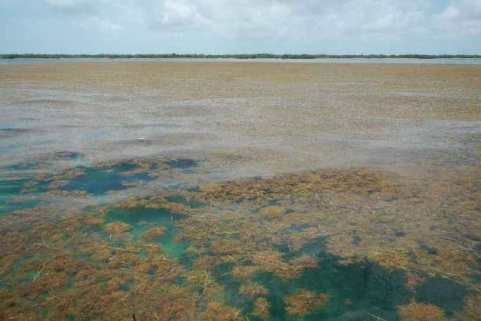O grande cinturão pode cobrir da costa oeste africana ao Golfo do México(foto: Brian Lapointe, Ph.D., Florida Atlantic University's Harbor Branch Oceanographic Institute/Divulgação) O grande cinturão pode cobrir da costa oeste africana ao Golfo do México(foto: Brian Lapointe, Ph.D., Florida Atlantic University's Harbor Branch Oceanographic Institute/Divulgação)