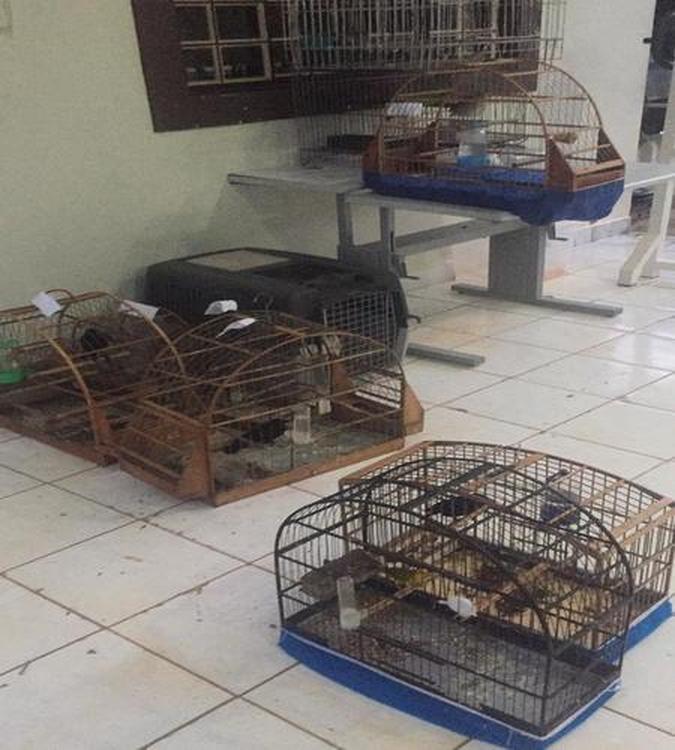 Após a apreensão, todas as aves foram encaminhadas para o Centro de Triagem de Animais Silvestres (CETAS)(foto: Divulgação/PMDF) Após a apreensão, todas as aves foram encaminhadas para o Centro de Triagem de Animais Silvestres (CETAS)(foto: Divulgação/PMDF)