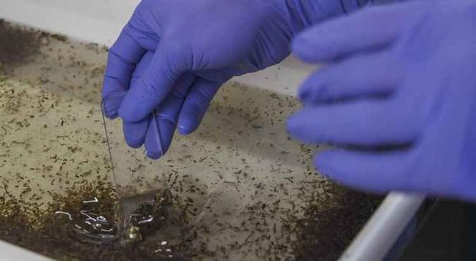 Nas primeiras duas semanas de 2018, DF registra 46 casos suspeitos de dengue(foto: APU GOMES) Nas primeiras duas semanas de 2018, DF registra 46 casos suspeitos de dengue(foto: APU GOMES)