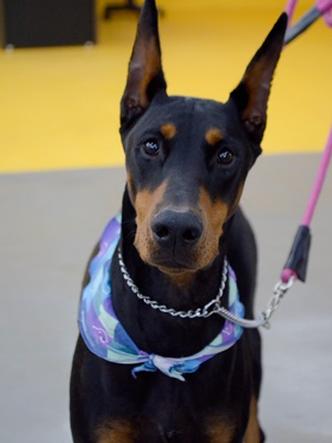 A doberman Rihanna(foto: Clara Lobo/Esp.CB/D.A Press) A doberman Rihanna(foto: Clara Lobo/Esp.CB/D.A Press)