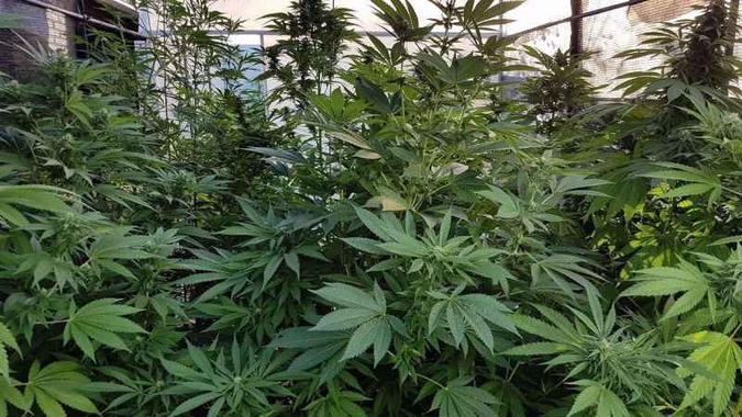 Segundo a pesquisa, 9,9% dos brasileiros relatam ter usado drogas ilícitas uma vez - 7,7% da população consumiu maconha(foto: PCDF/Divulgação) Segundo a pesquisa, 9,9% dos brasileiros relatam ter usado drogas ilícitas uma vez - 7,7% da população consumiu maconha(foto: PCDF/Divulgação)