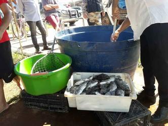 Peixes estavam sendo comercializados sem higiene e nota fiscal (foto: PMDF /Divulgação ) Peixes estavam sendo comercializados sem higiene e nota fiscal (foto: PMDF /Divulgação )