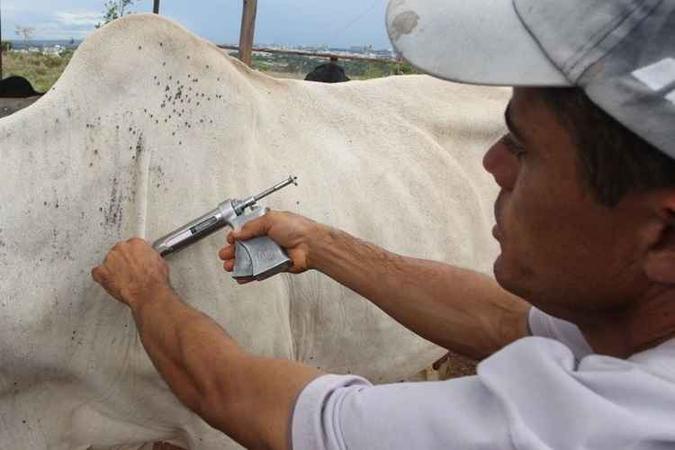 Desde 2000, Distrito Federal tem o status de zona livre de febre aftosa(foto: Toninho Tavares/Agência Brasília) Desde 2000, Distrito Federal tem o status de zona livre de febre aftosa(foto: Toninho Tavares/Agência Brasília)