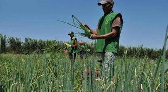 Em termos de geração de empregos, a agropecuária teve o melhor saldo entre os setores econômicos, com 36.827 novos postos, conforme os últimos dados do Cadastro Geral de Empregados e Desempregados(foto: Valter Campanato/Agência Brasil) Em termos de geração de empregos, a agropecuária teve o melhor saldo entre os setores econômicos, com 36.827 novos postos, conforme os últimos dados do Cadastro Geral de Empregados e Desempregados(foto: Valter Campanato/Agência Brasil)