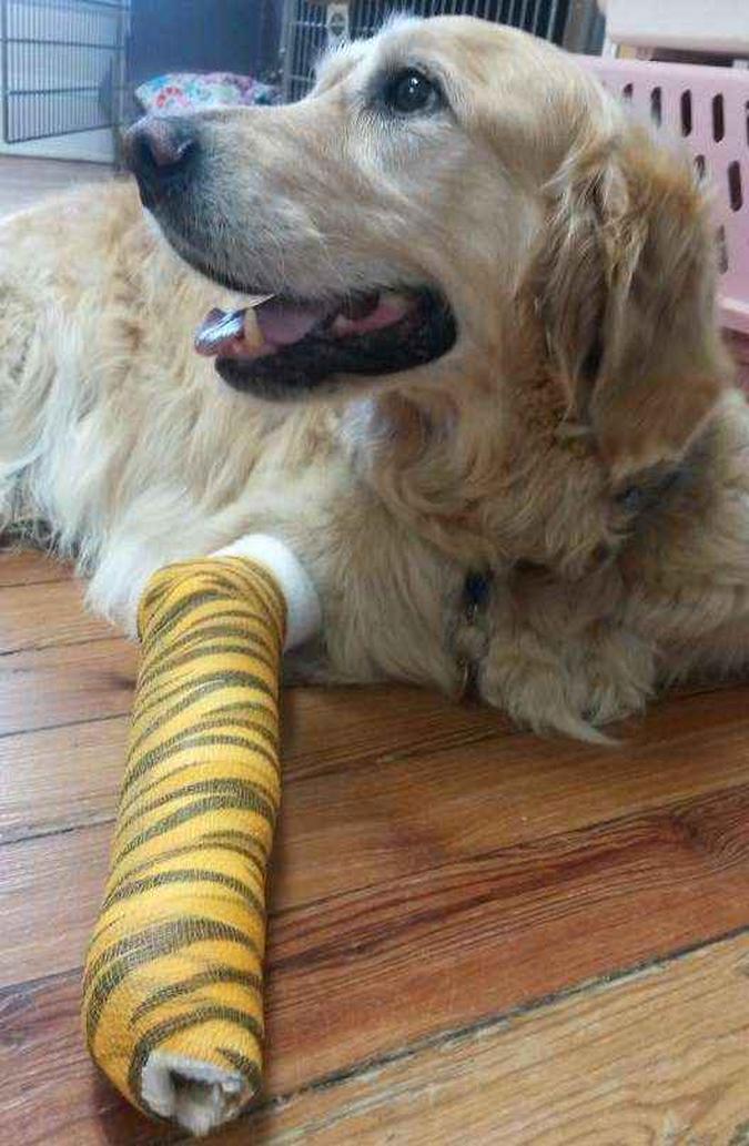 O cachorro Figo tentou salvar a dona e teve que operar a pata(foto: Reprodução/Facebook/Middlebranch Veterinary) O cachorro Figo tentou salvar a dona e teve que operar a pata(foto: Reprodução/Facebook/Middlebranch Veterinary)