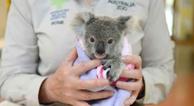 Shayne é um dos vários animais da espécie que recebem tratamento no hospital(foto: Ben Beaden/Australia Zoo/AFP) Shayne é um dos vários animais da espécie que recebem tratamento no hospital(foto: Ben Beaden/Australia Zoo/AFP)