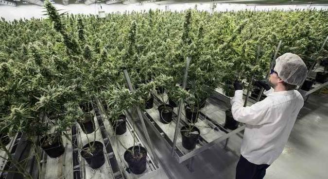 Em meados de outubro, o Canadá se tornou o segundo país do mundo, depois do Uruguai, a legalizar a maconha para fins recreativos(foto: AFP) Em meados de outubro, o Canadá se tornou o segundo país do mundo, depois do Uruguai, a legalizar a maconha para fins recreativos(foto: AFP)