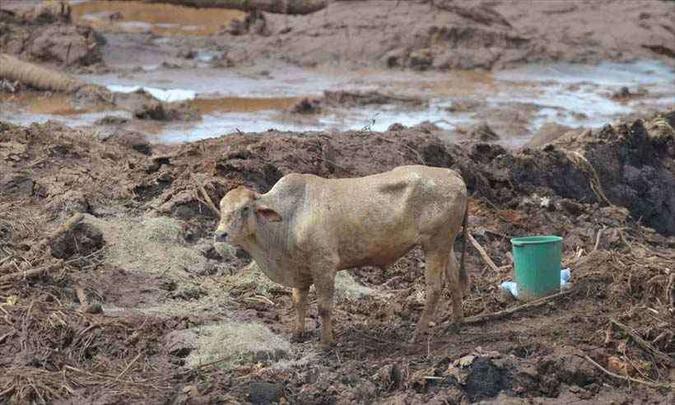 Helicópteros da Polícia Rodoviária Federal estavam abatendo animais que estariam atolados(foto: Alexandre Guzanshe/EM/D.A Press) Helicópteros da Polícia Rodoviária Federal estavam abatendo animais que estariam atolados(foto: Alexandre Guzanshe/EM/D.A Press)