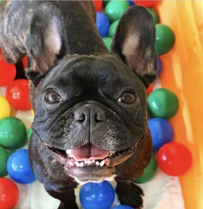 Elida, a dona da buldogue francês Naomi, sentiu mais segurança em ajudar no adestramento da cachorrinha em casa(foto: Arquivo Pessoal) Elida, a dona da buldogue francês Naomi, sentiu mais segurança em ajudar no adestramento da cachorrinha em casa(foto: Arquivo Pessoal)
