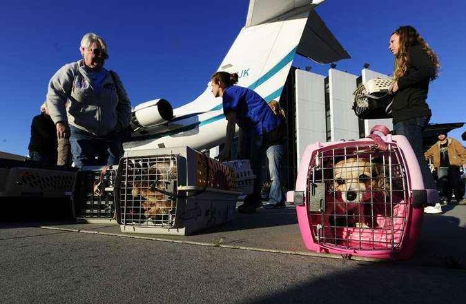 O transporte dos animais de estimação em voos deve ser feito dentro do kennel: é importante que os bichos possam se mexer no interior da caixa(foto: STR/EM/D.A Press) O transporte dos animais de estimação em voos deve ser feito dentro do kennel: é importante que os bichos possam se mexer no interior da caixa(foto: STR/EM/D.A Press)