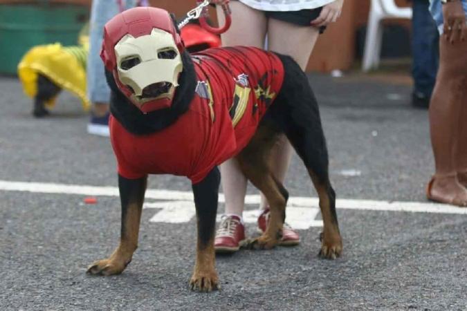 Cachorros fantasiados participam do primeiro Carnapet no Cine Drive-inLuís Nova/CB/D.A Press Cachorros fantasiados participam do primeiro Carnapet no Cine Drive-inLuís Nova/CB/D.A Press
