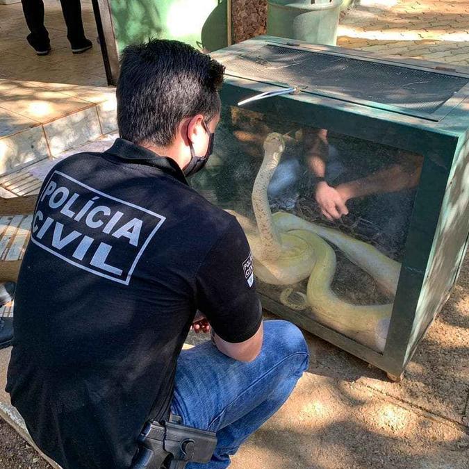 Duas das seis serpentes resgatadas tinham lesões(foto: Polícia Civil - DIVICOM/Divulgação) Duas das seis serpentes resgatadas tinham lesões(foto: Polícia Civil - DIVICOM/Divulgação)