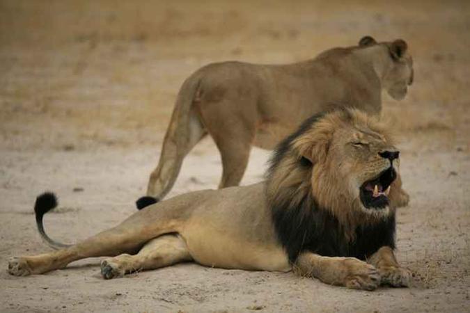 (foto: AFP PHOTO / ZIMBABWE NATIONAL PARKS) (foto: AFP PHOTO / ZIMBABWE NATIONAL PARKS)