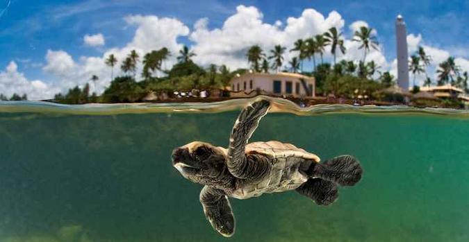 O programa ensina que não basta aproveitar as delícias do mar, é preciso conhecer e amar as suas criaturas(foto: Projeto Tamar/Reprodução) O programa ensina que não basta aproveitar as delícias do mar, é preciso conhecer e amar as suas criaturas(foto: Projeto Tamar/Reprodução)