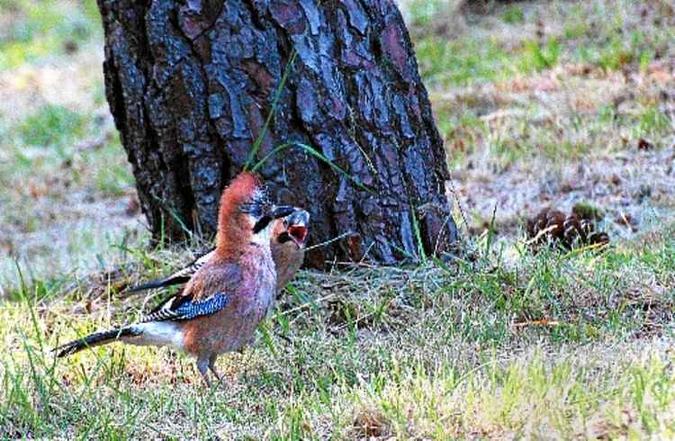 A atividade pode ser praticada na cidade, em parques(foto: Hélder Conceição/Flickr) A atividade pode ser praticada na cidade, em parques(foto: Hélder Conceição/Flickr)