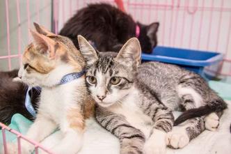 O Ibram pretende garantir atendimento clinico e cirúrgico a pelo menos 400 mil cães e gatos ao longo de cinco anos(foto: Ana Pinheiro/Divulgação) O Ibram pretende garantir atendimento clinico e cirúrgico a pelo menos 400 mil cães e gatos ao longo de cinco anos(foto: Ana Pinheiro/Divulgação)