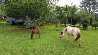 Na Minifazenda Educativa para Crianças, os pôneis têm um amplo espaço de pastagem(foto: Minifazenda Educativa para Crianças/ Divulgação) Na Minifazenda Educativa para Crianças, os pôneis têm um amplo espaço de pastagem(foto: Minifazenda Educativa para Crianças/ Divulgação)