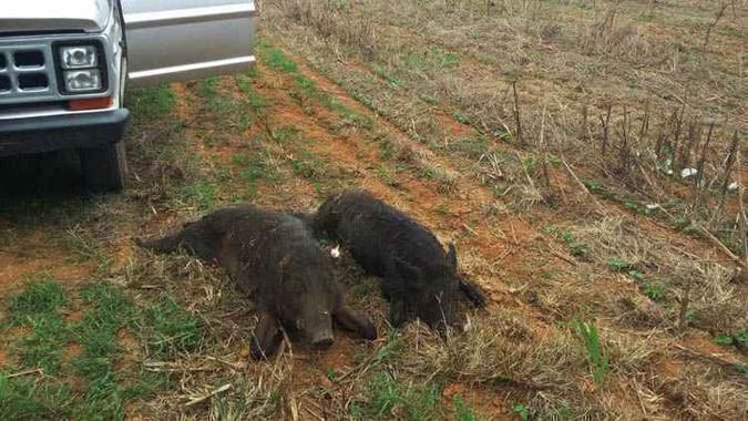 Os porcos selvagens têm aparecido, em grande quantidade, nos municípios de Alexânia, Cristalina e Formosa, próximos a Brasília: ameaça à safra e aos recursos naturais (foto: Arquivo Pessoal ) Os porcos selvagens têm aparecido, em grande quantidade, nos municípios de Alexânia, Cristalina e Formosa, próximos a Brasília: ameaça à safra e aos recursos naturais (foto: Arquivo Pessoal )