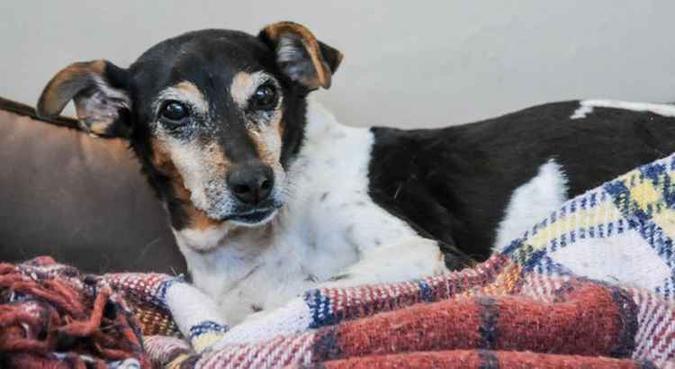 A diferença entre os animais e a criança não foi muito significativa(foto: Bárbara Cabral/Esp. CB/D.A. Press) A diferença entre os animais e a criança não foi muito significativa(foto: Bárbara Cabral/Esp. CB/D.A. Press)